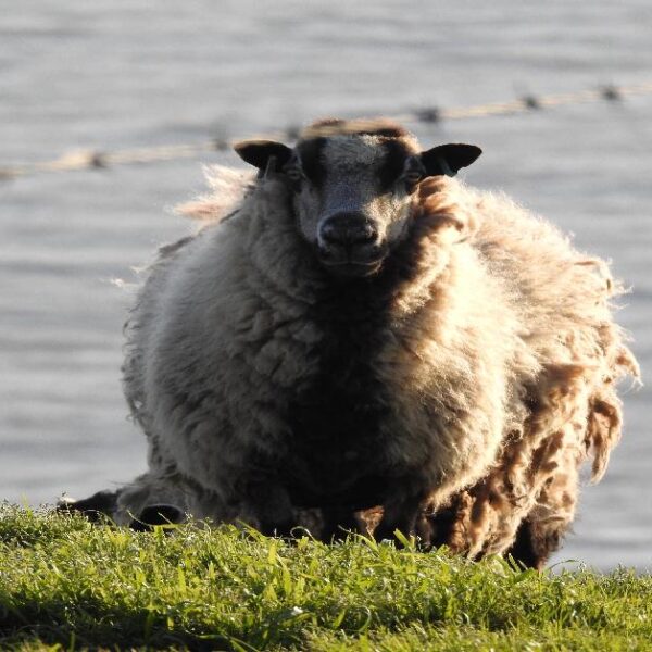 Nikon P950 Bridge Camera.