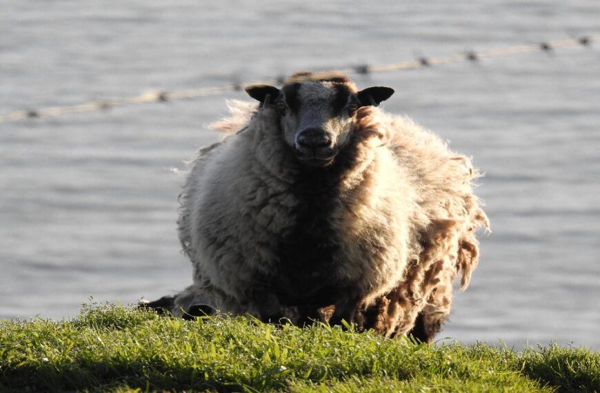 Nikon P950 Bridge Camera.