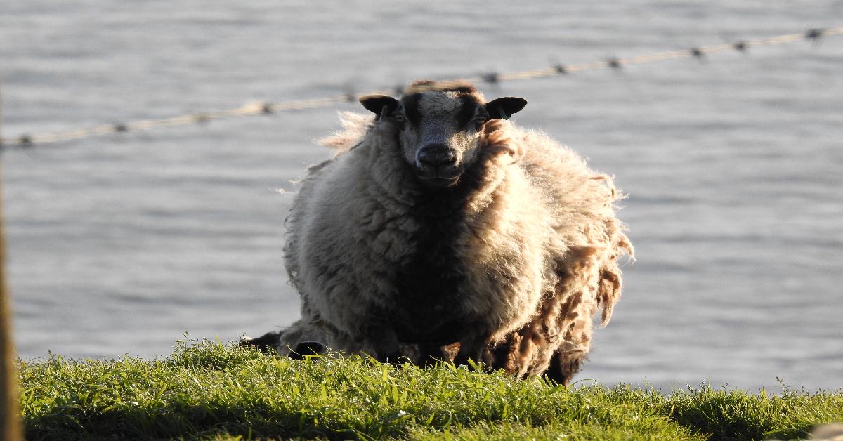 P900 SHEEP Feature use