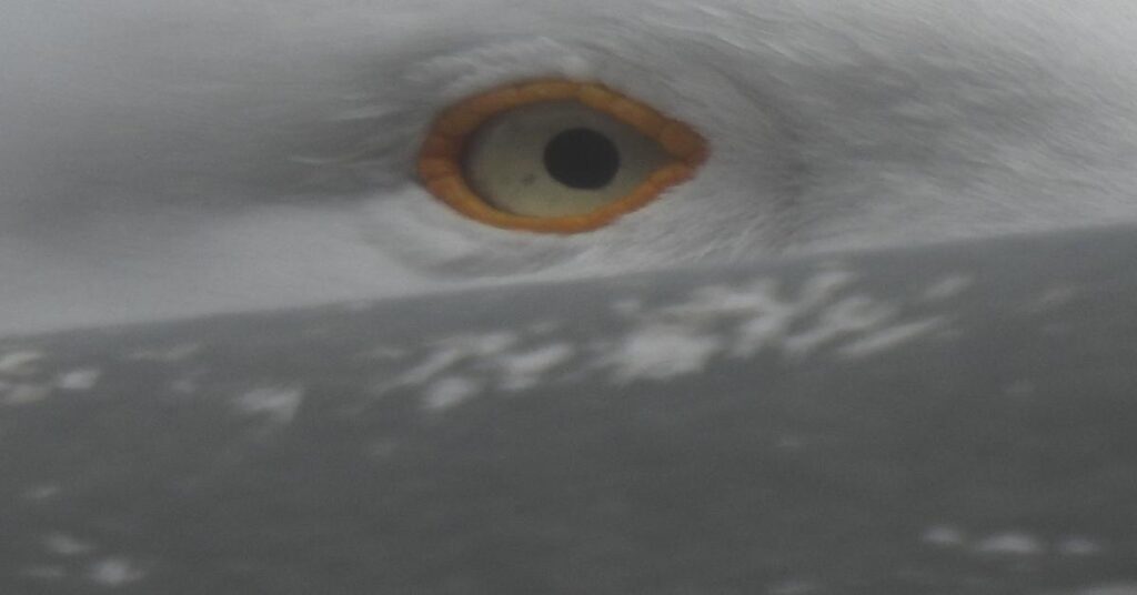 Gull