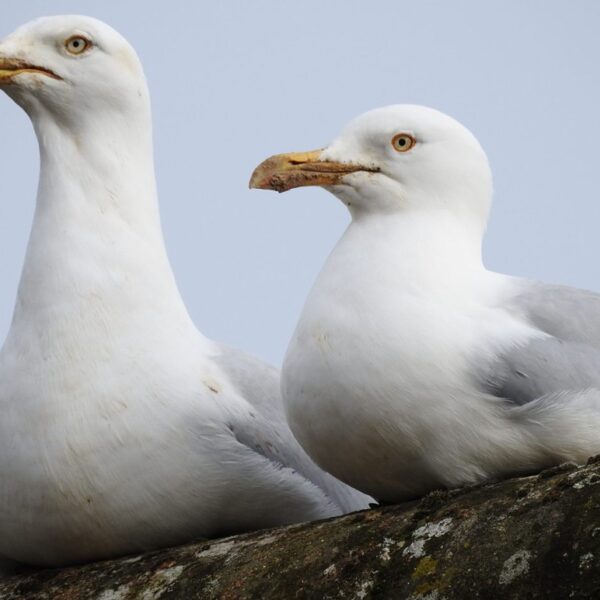 My Dinosaur Neighbours