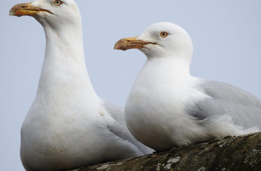 My Dinosaur Neighbours