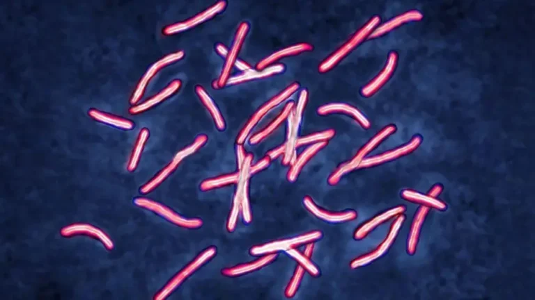 Bugs
